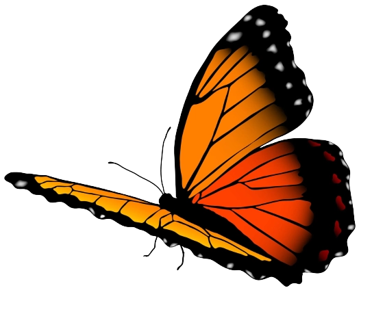 Butterfly Vector/Image