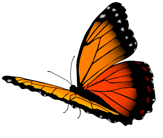 Butterfly Vector/Image